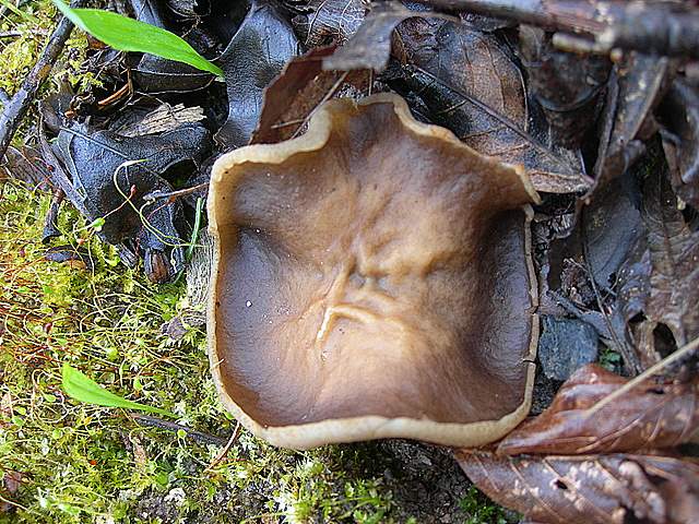 Alla ricerca della spugnola acuminata